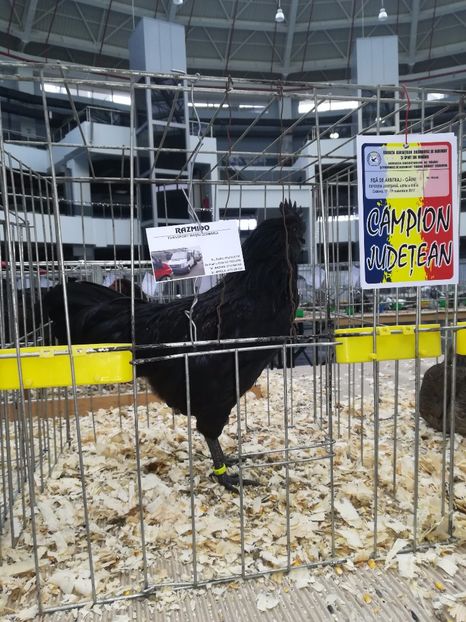 - Expoziție Centrul Multifuncțional Craiova 2017