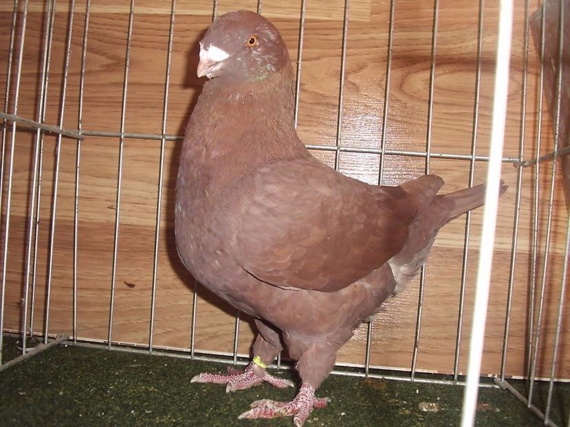 M 2017 - TINERET 2017