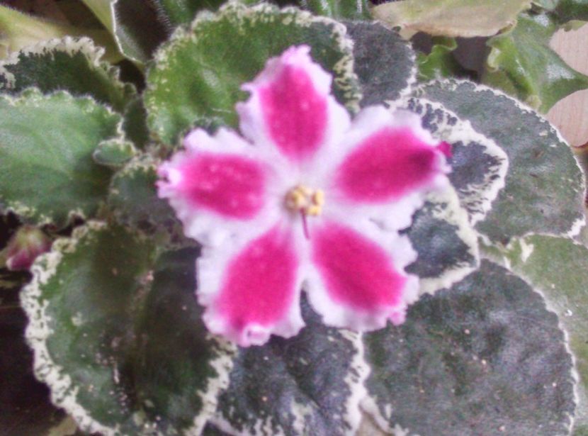  - Violete