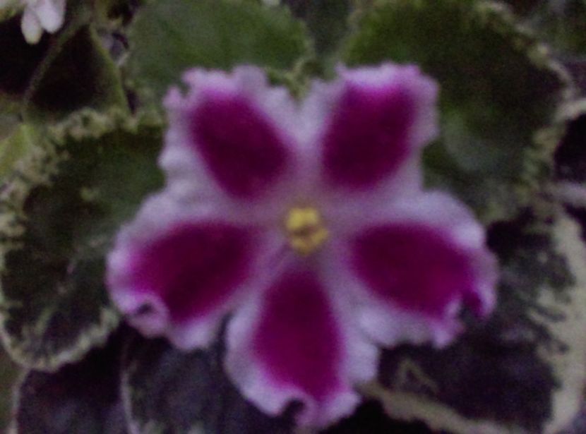  - Violete
