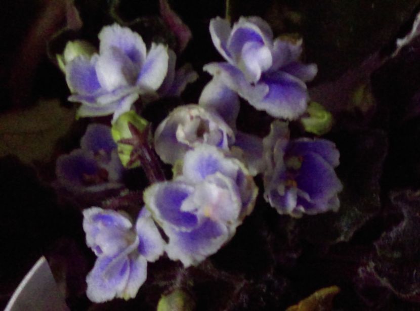  - Violete
