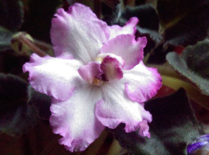  - Violete