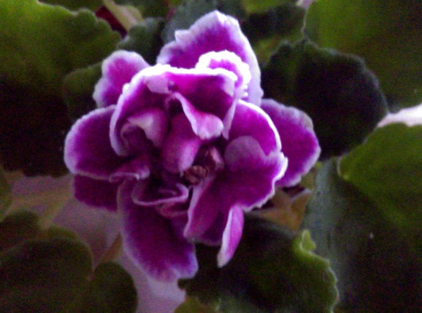  - Violete