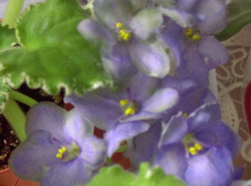  - Violete