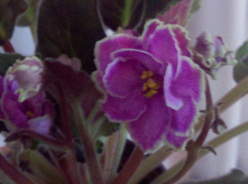  - Violete