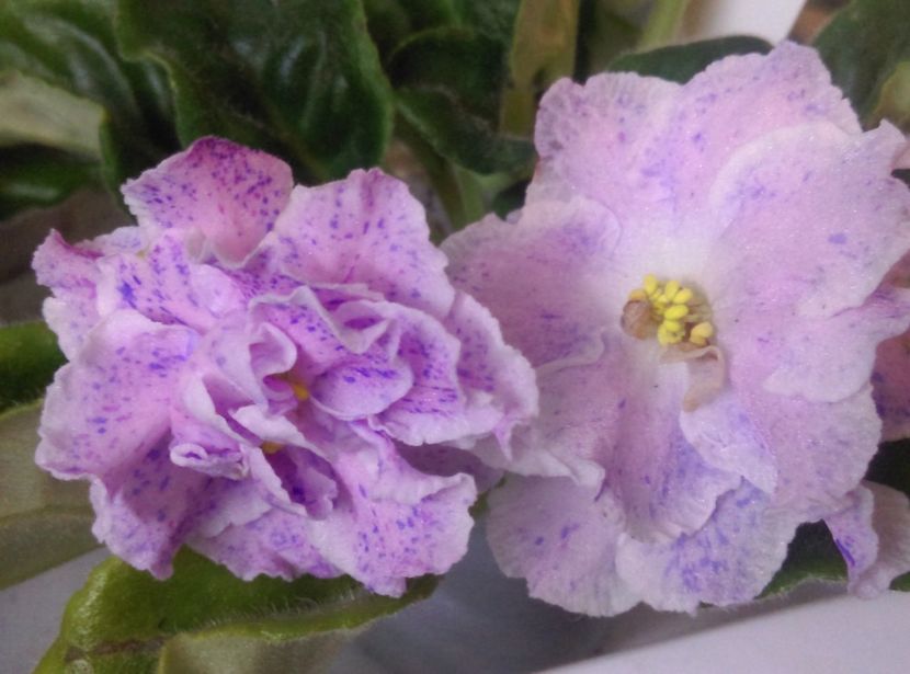  - Violete