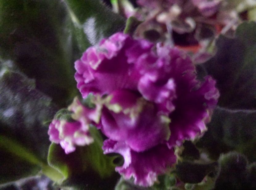  - Violete