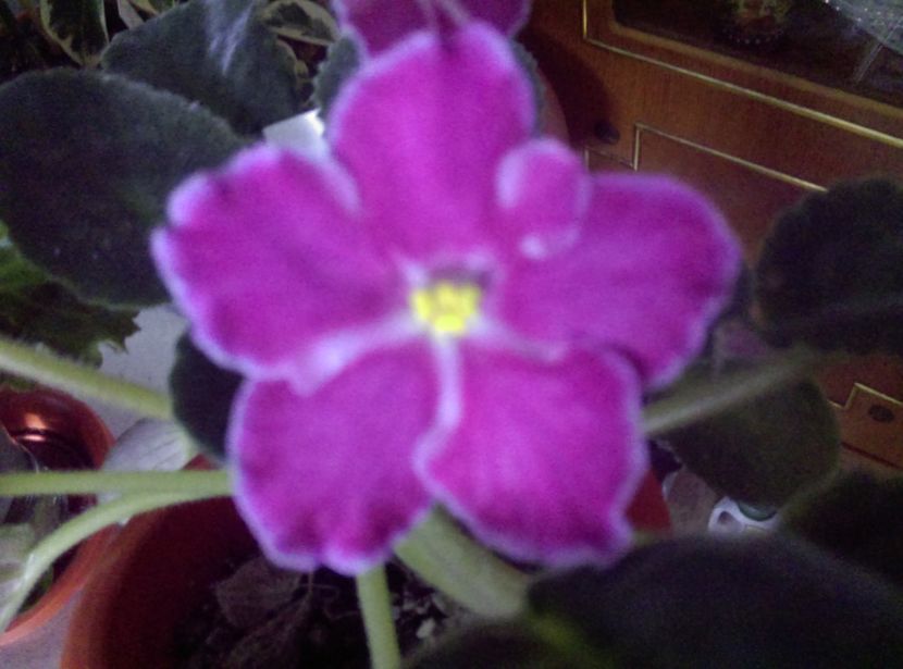  - Violete