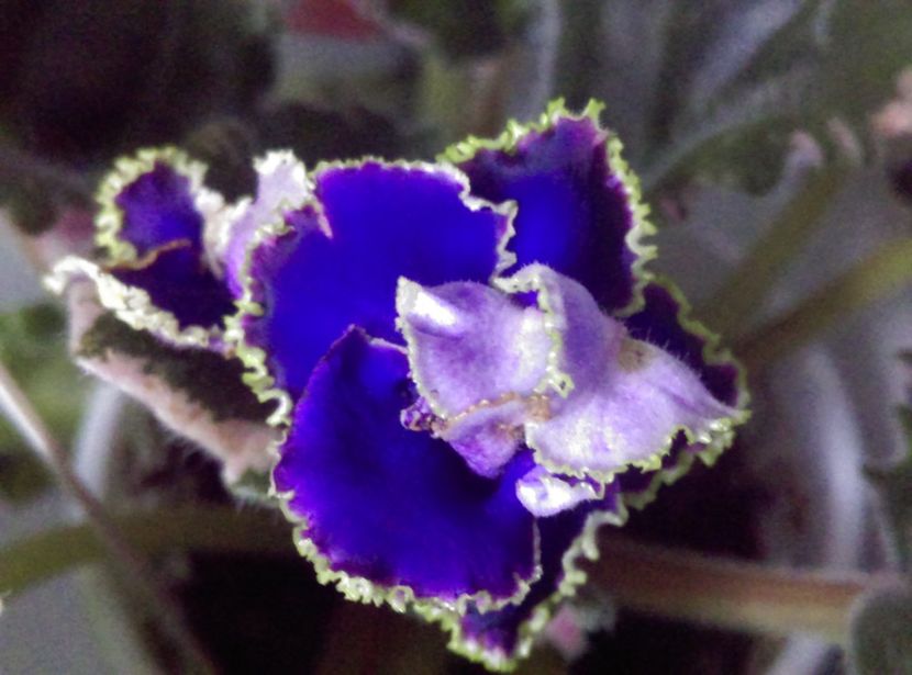  - Violete