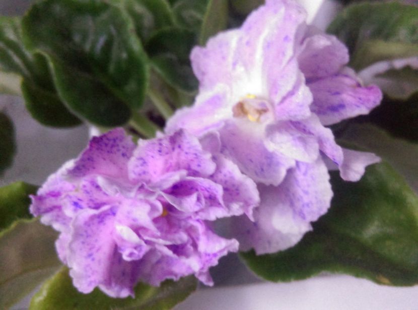  - Violete