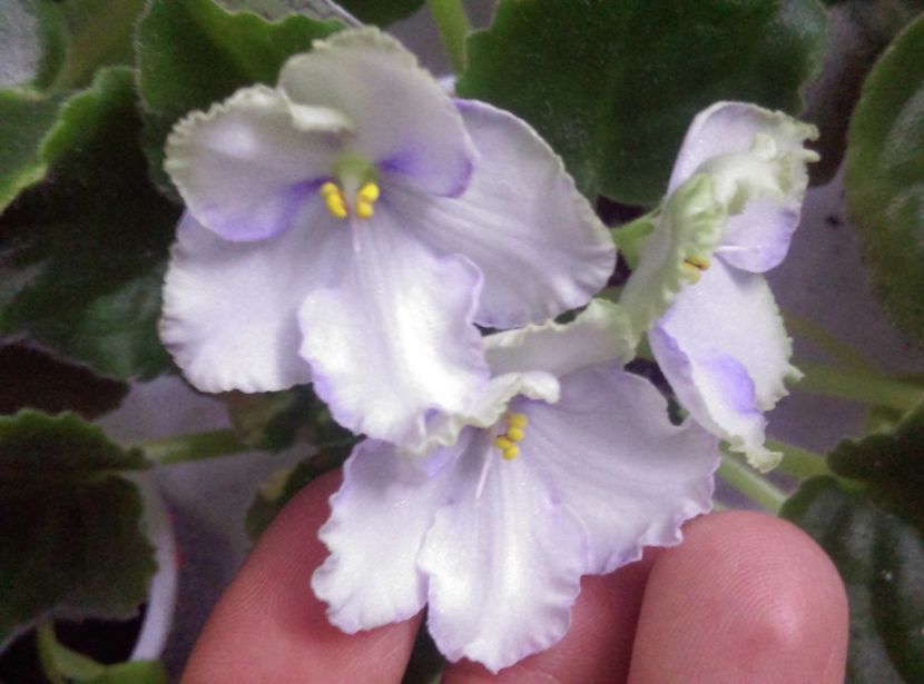  - Violete