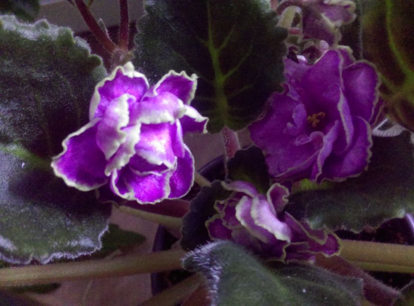  - Violete