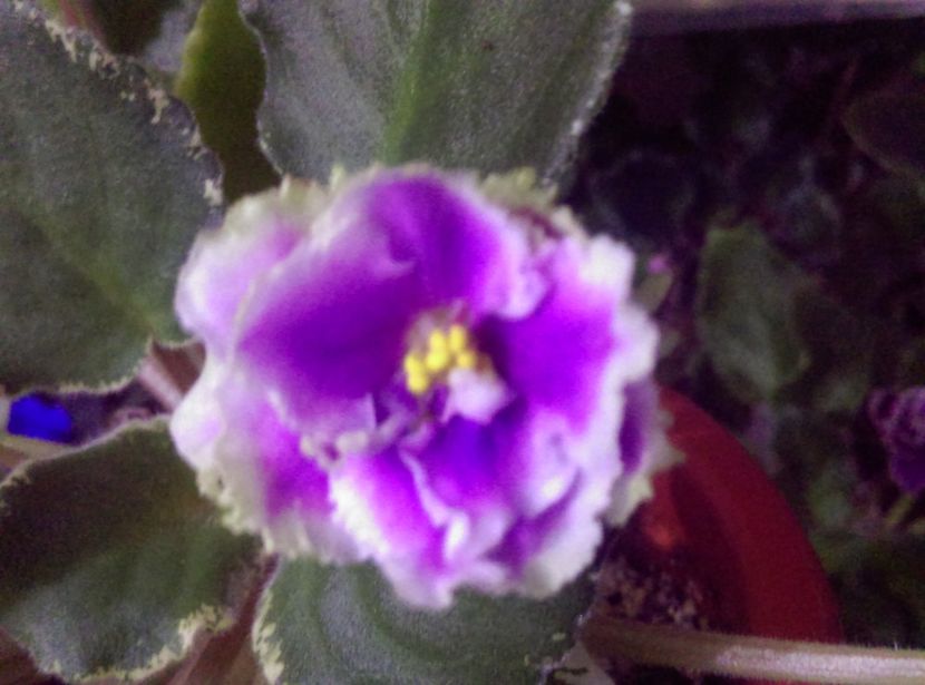  - Violete