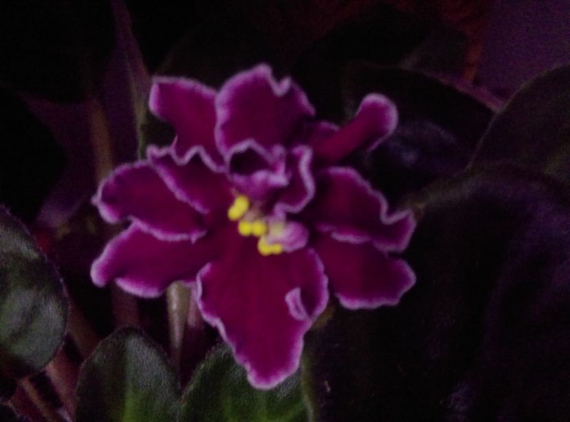  - Violete