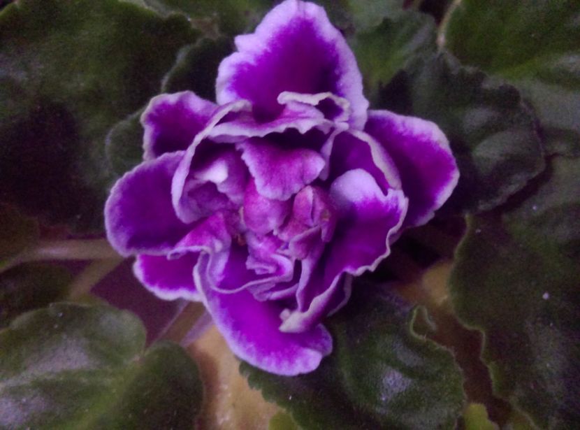  - Violete