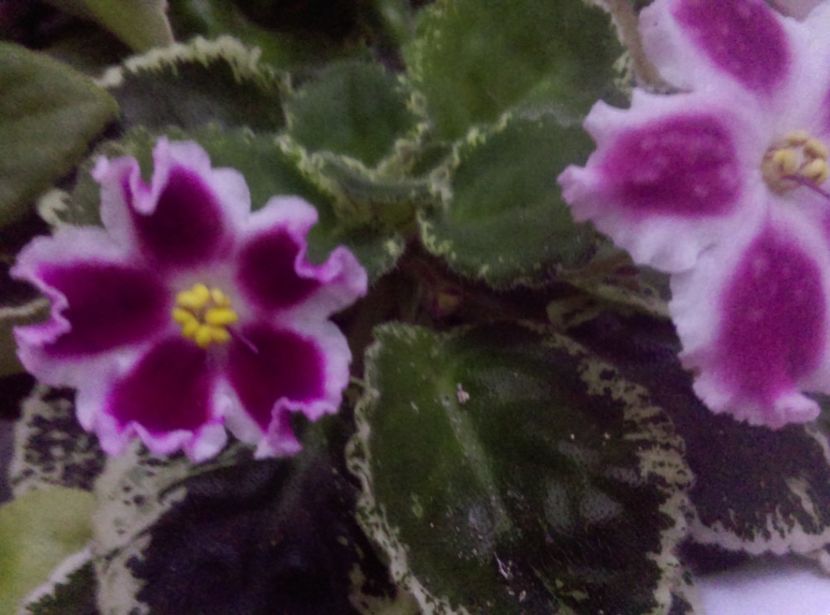  - Violete