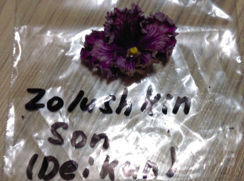  - Violete