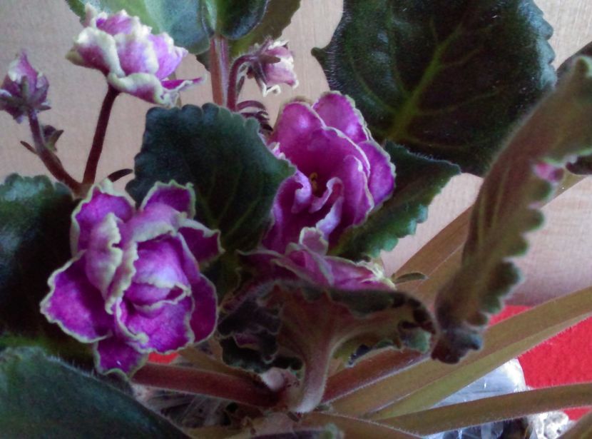  - Violete