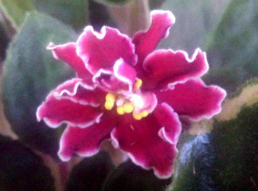  - Violete