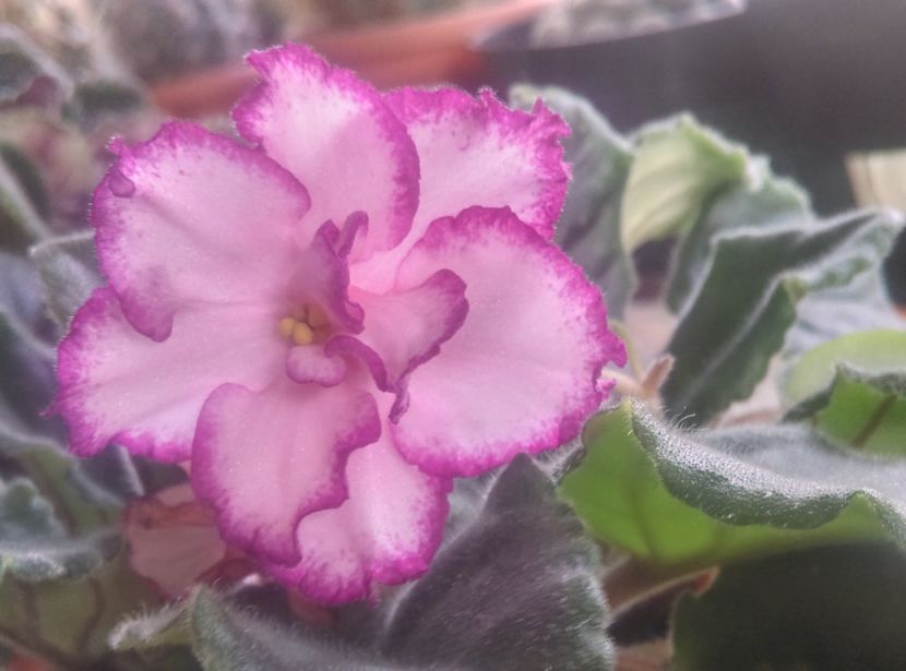 - Violete