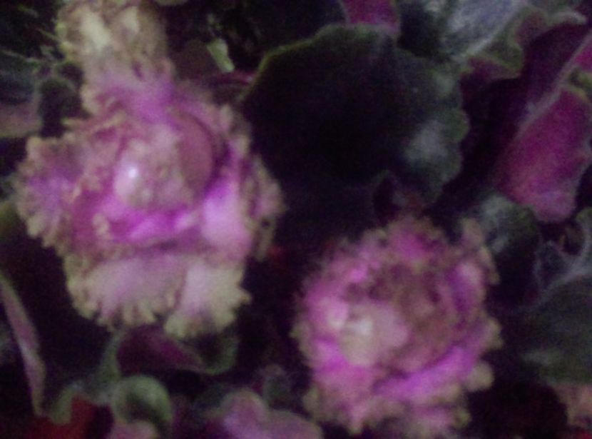  - Violete