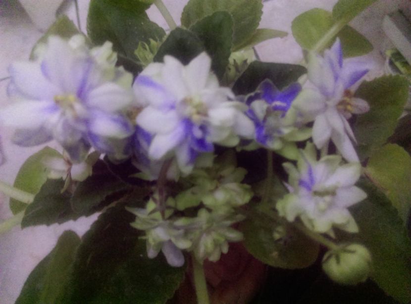  - Violete