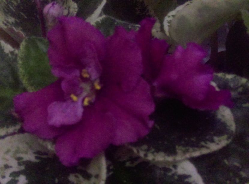  - Violete