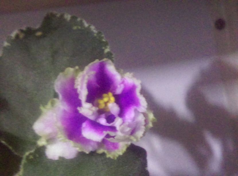  - Violete