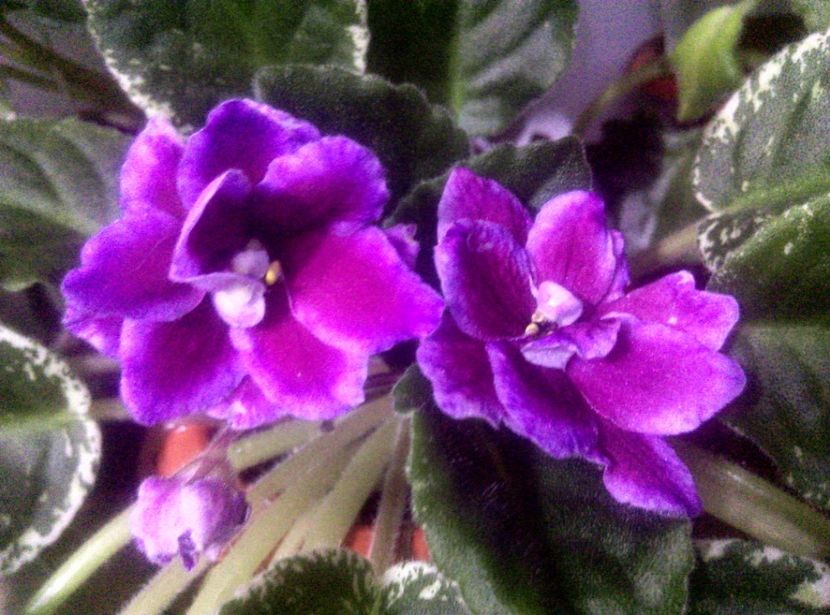 - Violete