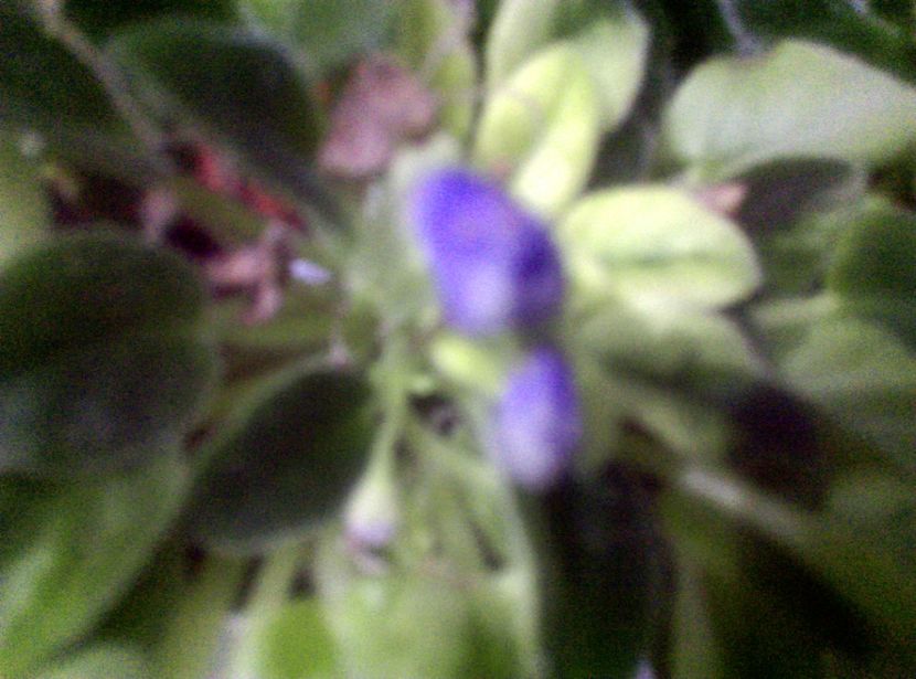  - Violete