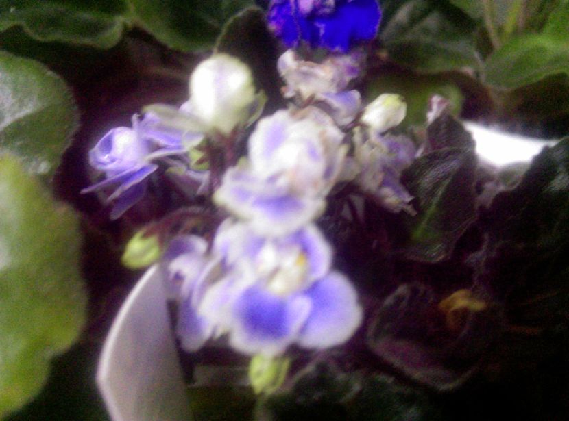  - Violete