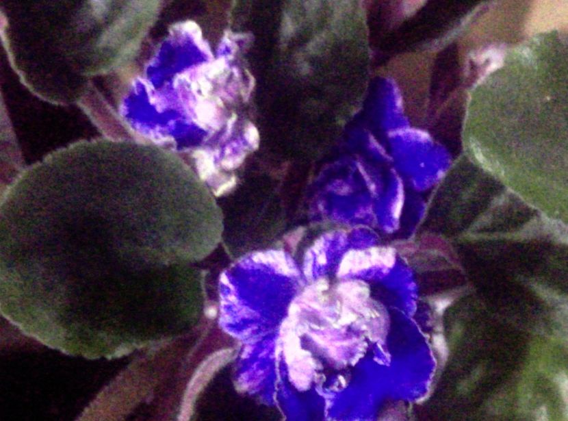  - Violete