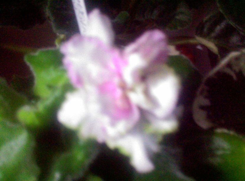  - Violete