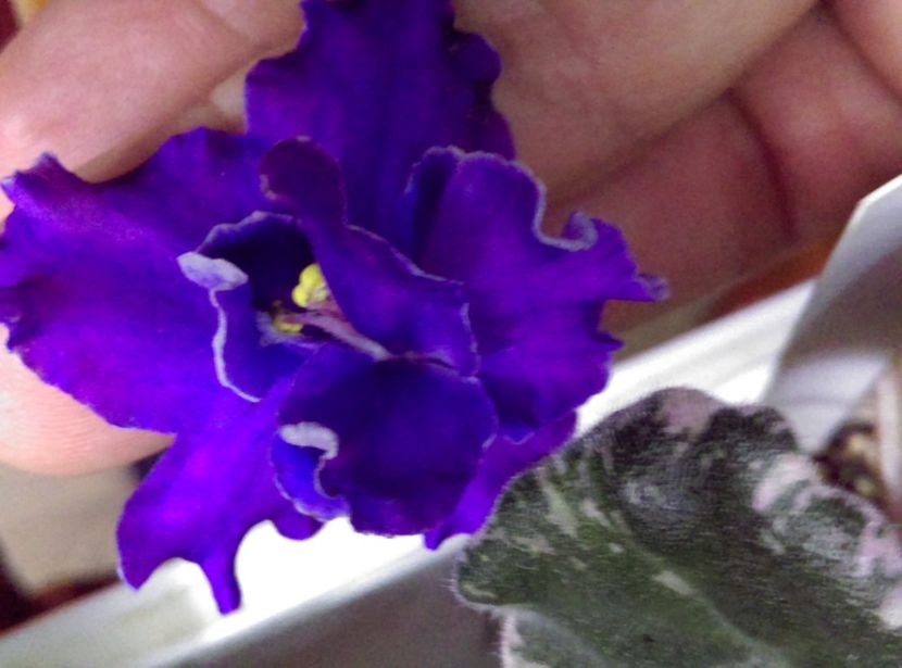  - Violete
