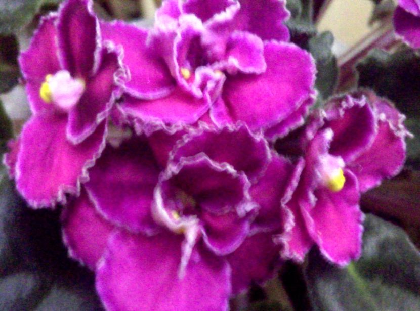  - Violete