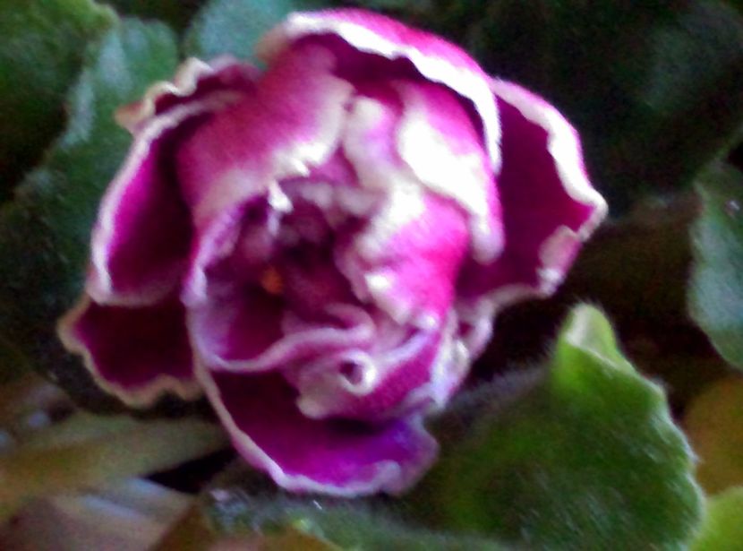  - Violete