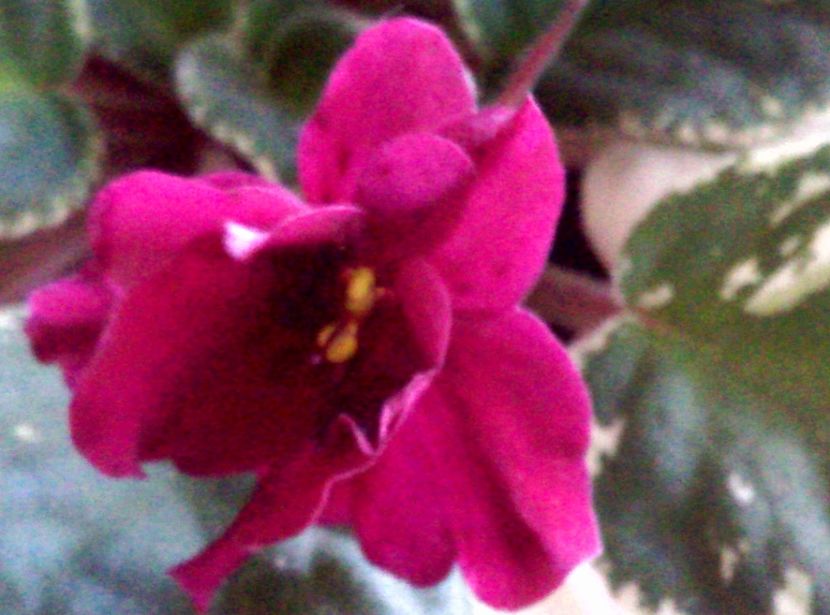  - Violete