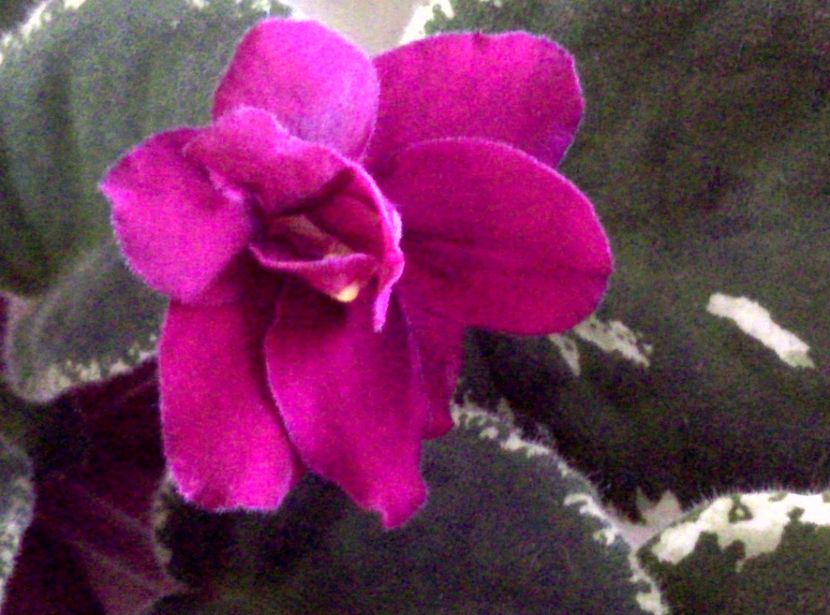  - Violete