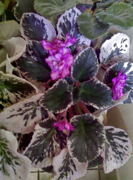  - Violete