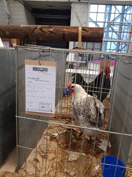  - 2017 - Campionatul Frantei de La bresse - Chalon sur Saone