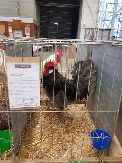  - 2017 - Campionatul Frantei de La bresse - Chalon sur Saone