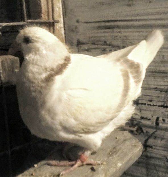 F2017 - ARGINTII-VANDUTI