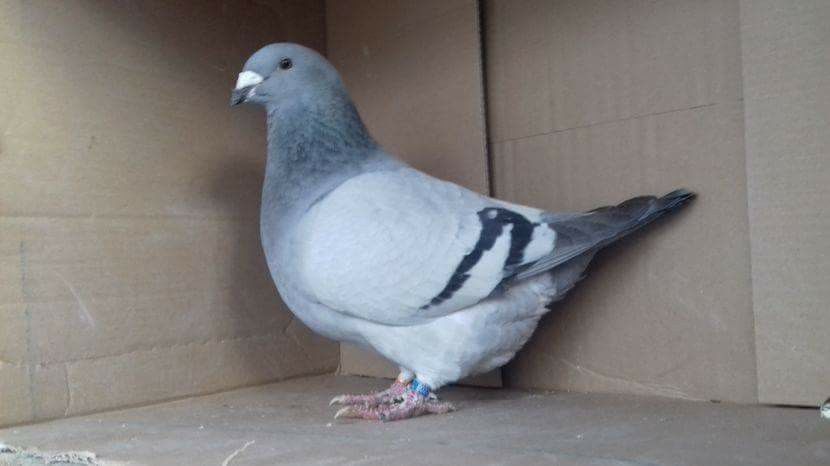 F 2016 - 5 PORUMBEI VANDUTI