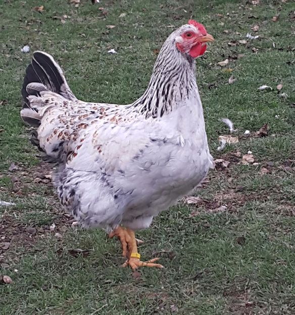 Găină 2017 - H-Găini Comune