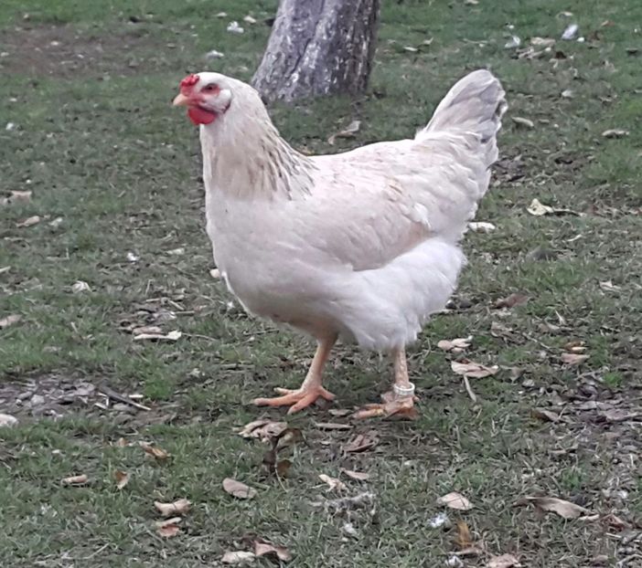 Găină 2015 - H-Găini Comune