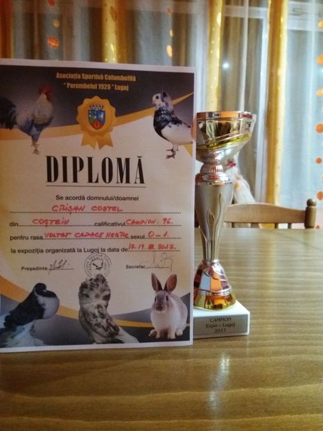  - 7-Rezultate obtinute