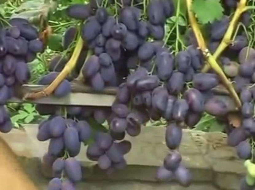 Hajdi Murat - Hajdi Murat