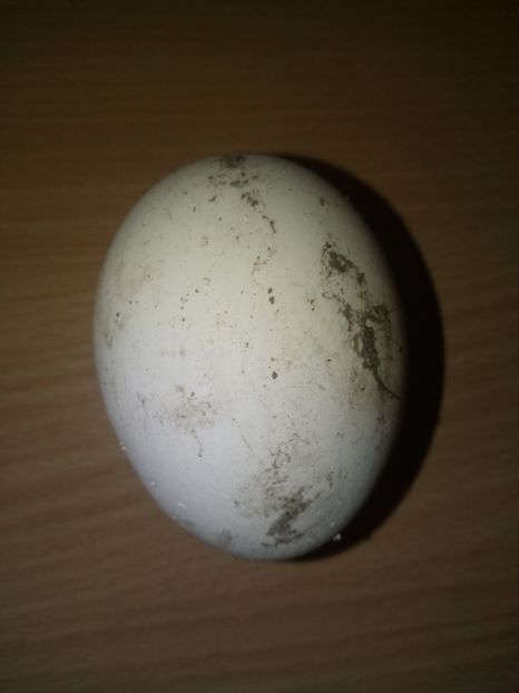 18 noiembrie - B2 - Gaste Africane si Chinezesti