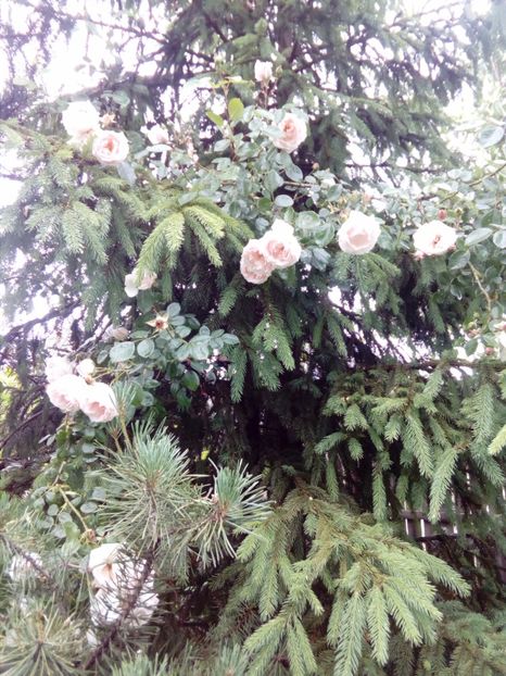 New Dawn - Tufe trandafiri 20 ani