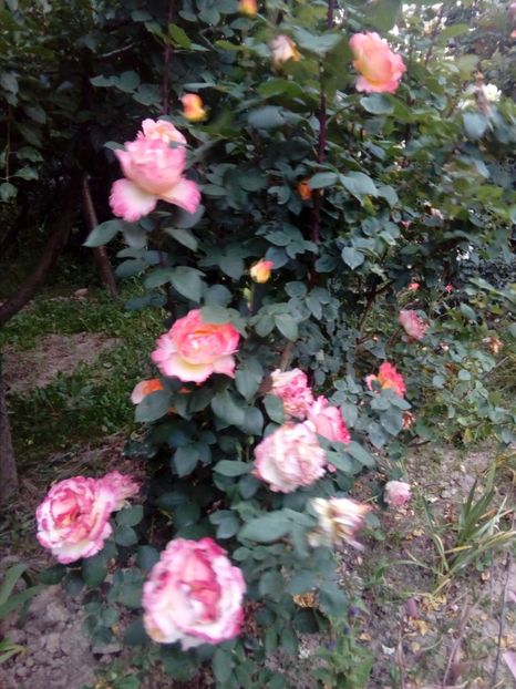  - Tufe trandafiri 20 ani